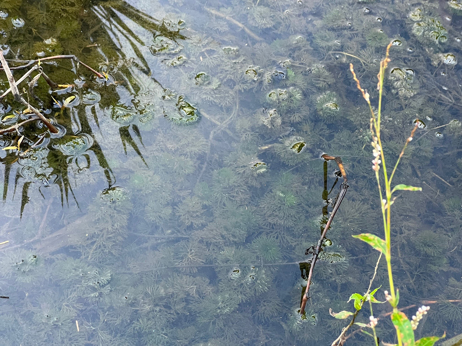 Cabomba Caroliniana Herbicide Trials
