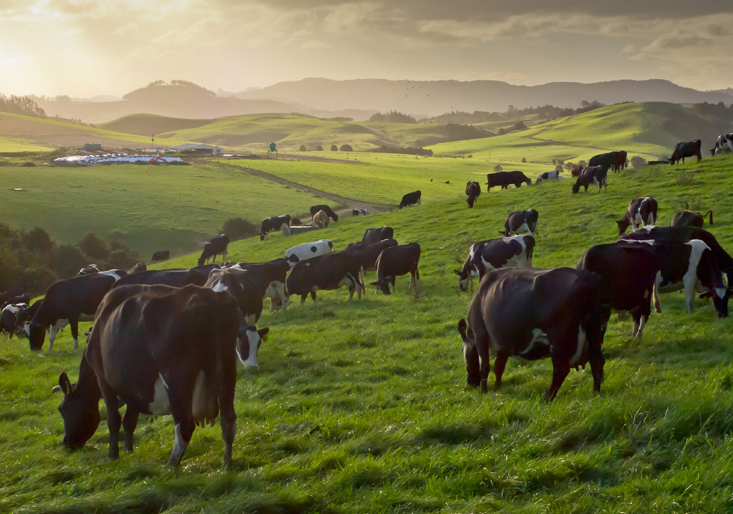 Regenerative Soil Practices: A Growing Opportunity for New Zealand Agriculture
