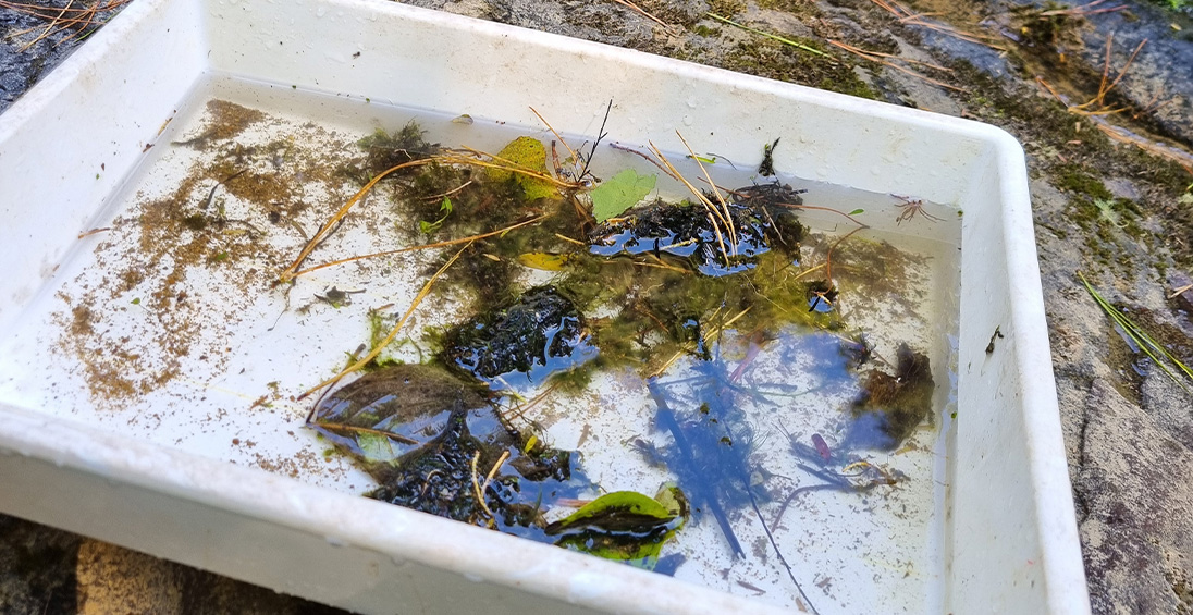 Macroinvertebrate Analysis