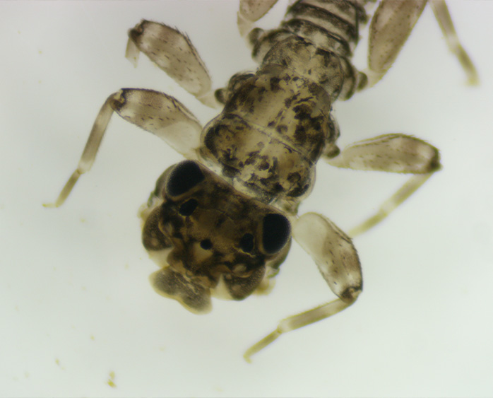 Macroinvertebrate Analysis